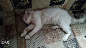 White Persian cat (male)
