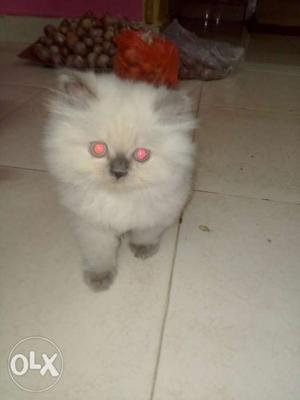 White and grey himalayan kitten