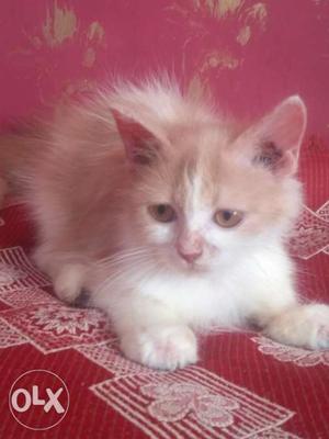 White brown persian cat kitten for sale