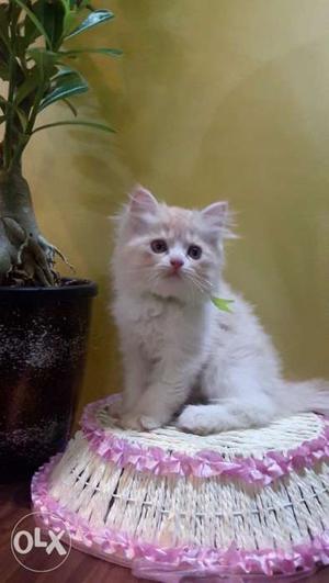 White flurry cats available