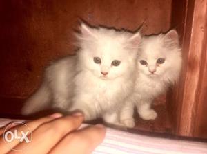 White kitten pair male and female doll face long fur 45days