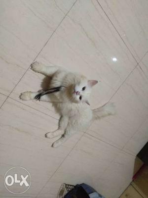 White male doll face Persian cat 15 months old available for