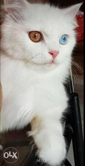 White persian kitten long fur
