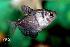 White skert tetra-2 black tetra-2 angle fish-4