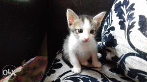 catGood condition pets 1 month