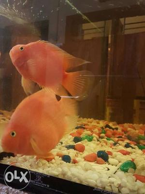 1 Oscar Fish n 1 couple parro fish