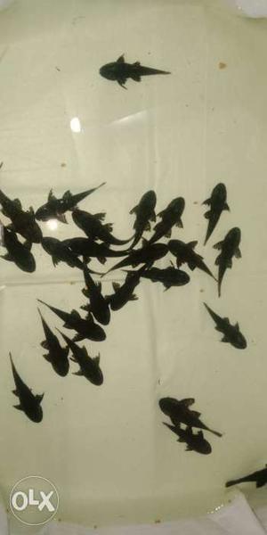 17 piece,3 inch size pleco fish 15rs/ piece for