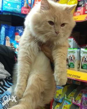 2 years Male Russian Persian Cat for mating