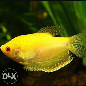 ₹270 for 4.5 inch pair of golden gourami!! 2 available!!