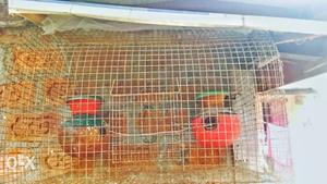 2fit by 1.5fit heavy bird cage buy 1 get 1 1fit