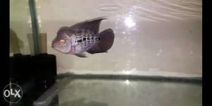 3.5inch Flowerhorn up for sell. Healthy and