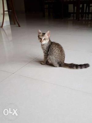 3 month kitten for free adoption. looking for a