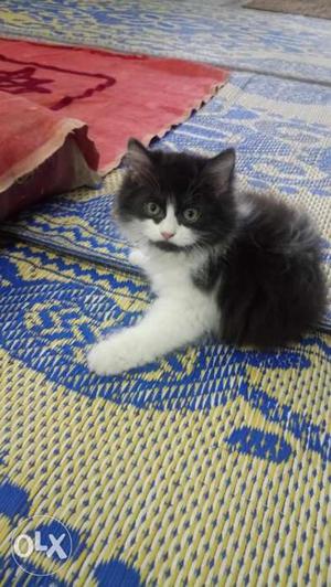 3 months old kitten Black And White it is a