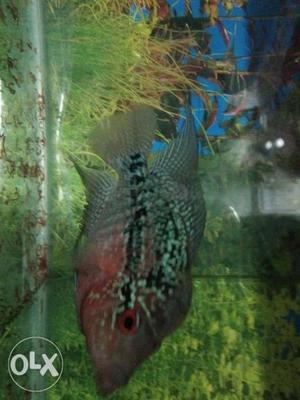 4 months male flowerhorn red dragon (imported) 1