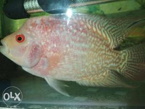 5-6 inches big Albino male flowerhorn available