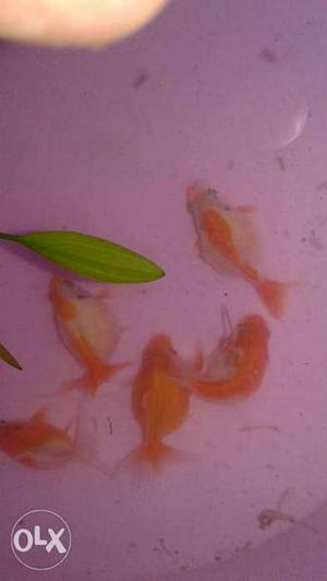 5 pearlscale gold fish for urgentsale...
