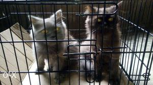8month old Persian cat one pair