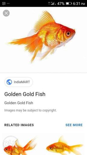9 golden fish just only 300rs hurry up