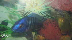 A pair of blue dol phin fish for sale