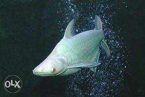 Albino (White) shark 50rs. Pair in wholesale rate