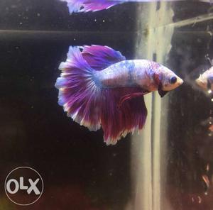 All Types Of Betta Fish Is Available