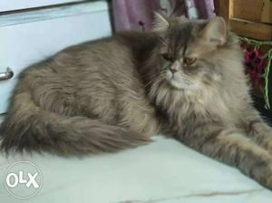 All persian Cat's available Hai Black White