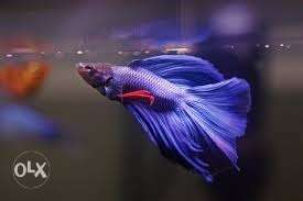 All types Ornamental fishes Betta,gold,guppy,Molly etc