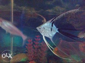 Angel fishes pair. no infection/problem. health