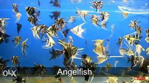 Angelfish, mollyfish, guppyfish available for sale in cheap