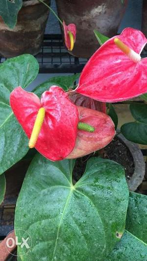 Anthurium plants with flower is for sale