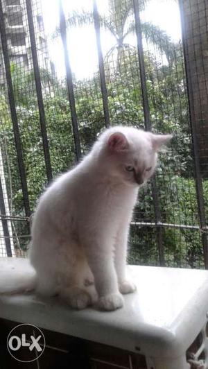 Authentic Persian male cat 05 months,2
