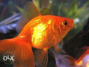 Available huge variety of aquarium product &