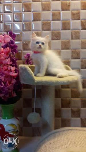 Beautiful white fur ball kittens available