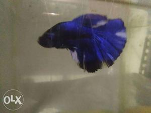 Betta fish blue and white good healthy