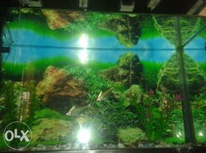 Big aquarium tank Price slightly negotiable