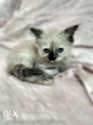 Blue Eyes Luxurious Siamese Persian Cat