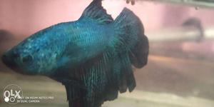 Blue Siamese Fish