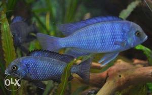Blue chichlid breeding pair on sell size 5 inches