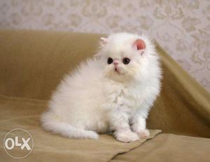 Cash on delivery free Persian cat kitten for sale ALL INDIA