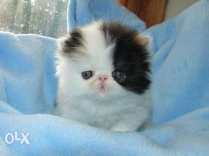 Cash on delivery free cute Persian cat kitten for sale