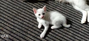 Cat. Long fur pure white toilet trained kitten