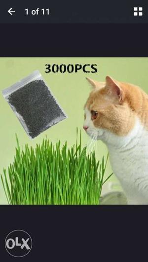 Cat feed plant seeds