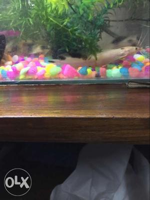 Cat fish white and black spots pair 200 rs