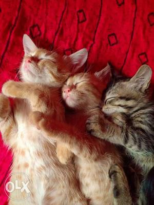 Cute 3 cat kitten MALE