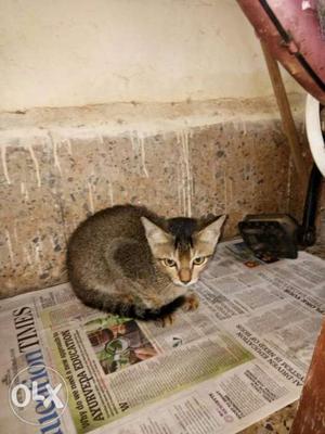 Cute grey male kitten