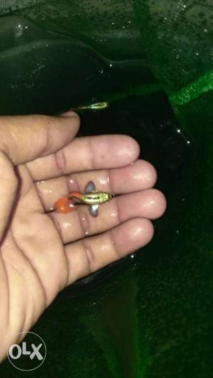Dumbo ear guppy(if you take more than 3 pairs then each pair