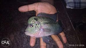 Electric blue shaded male Flowerhorn for