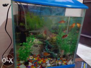 Excellent condition fish aquarium with fish food