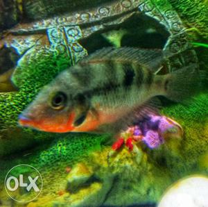 Fire mouth cichlids for sale