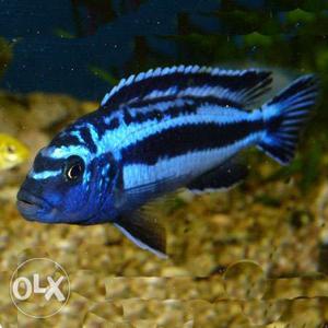 Fish 3" blue johanii chichlid.